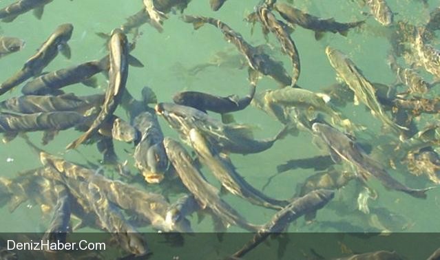 Balık Gölü Alabalığı Koruma Altına Alındı